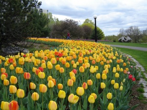 Garden_of_the_Provinces_and_Territories_-_Tulip_Festival_-_4