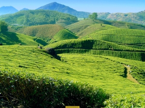 kerala-tea-plantations5
