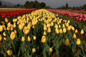 the-tulip-garden-in-srinagar